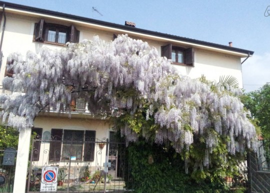 Bed & Breakfast Il Glicine - Afbeelding 1